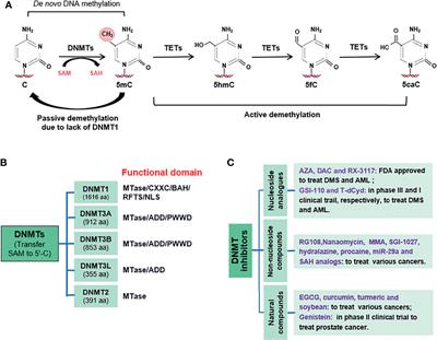 Targeting Epigenetic Regulatory Enzymes for Cancer Therapeutics: Novel Small-Molecule Epidrug Development